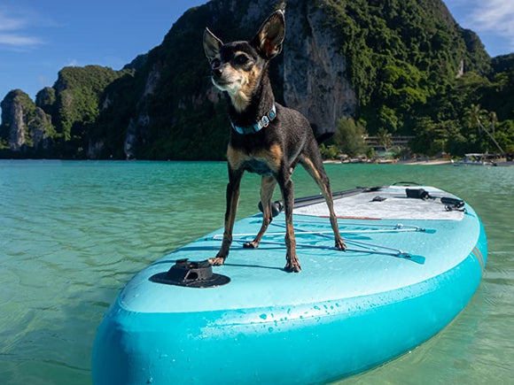 7 Tips For Paddleboarding With Your Dog