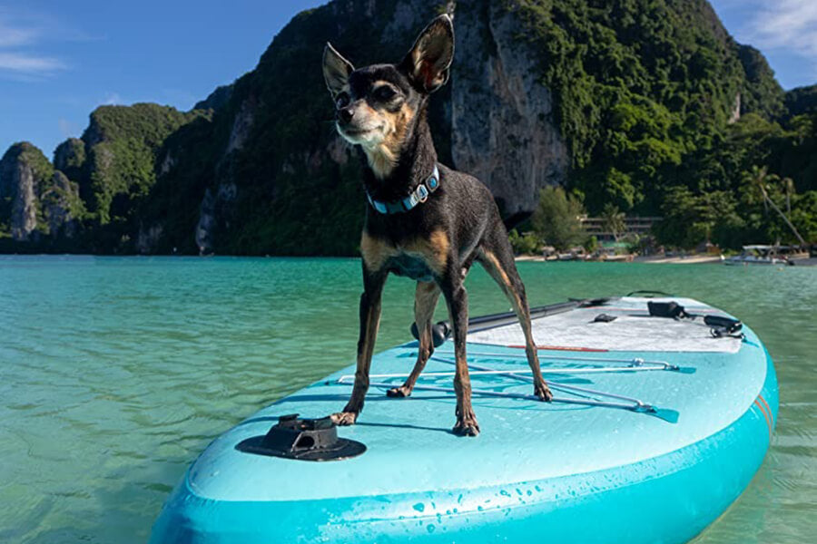 7 Tips For Paddleboarding With Your Dog
